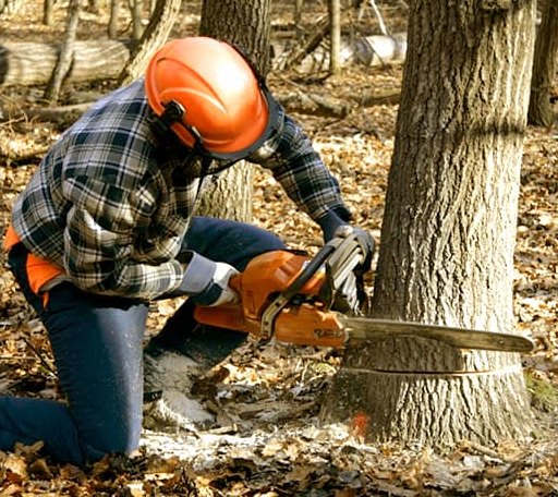 Tree Removal in Amagon, AR
